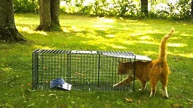 TNR Image